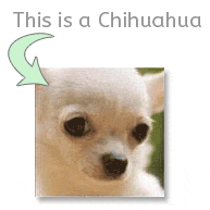 Chihuahua or Muffin?